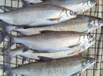 FVM_Felchenfischen_0425_08