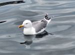 FVM_Felchenfischen_0425_09