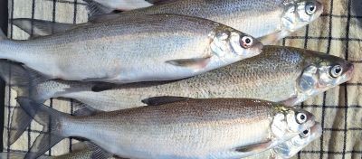 Erfolgreiches Felchenfischen der Jugendgruppe