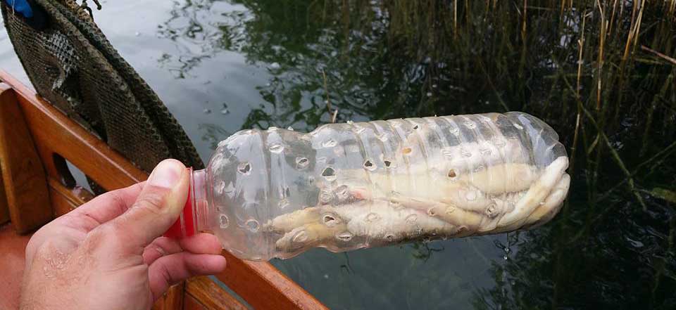 Kampf dem Fischfrevel – trauriges Beispiel vom Pfäffikersee